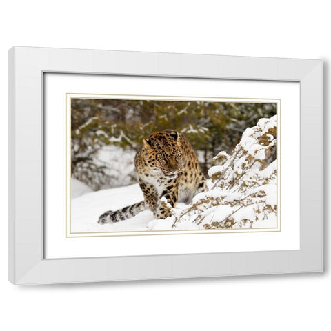 Amur leopard-Panthera pardus orientalis-controlled situation White Modern Wood Framed Art Print with Double Matting by Jones, Adam