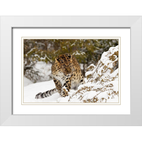 Amur leopard-Panthera pardus orientalis-controlled situation White Modern Wood Framed Art Print with Double Matting by Jones, Adam