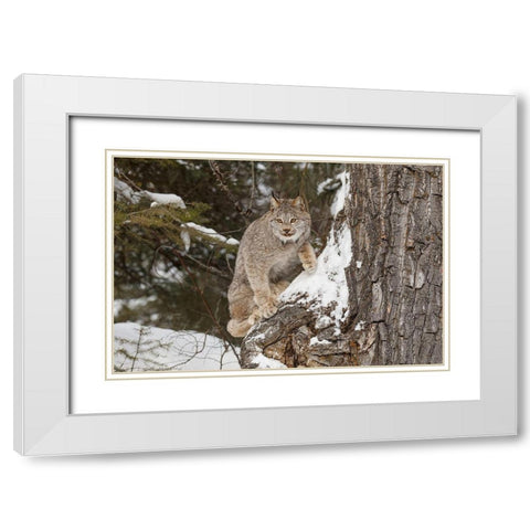 Canada lynx in winter-Lynx canadensis-controlled situation White Modern Wood Framed Art Print with Double Matting by Jones, Adam
