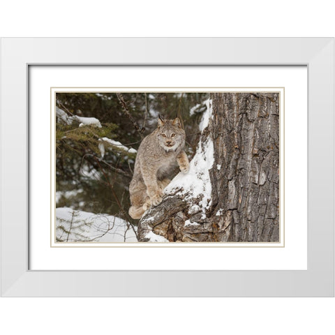 Canada lynx in winter-Lynx canadensis-controlled situation White Modern Wood Framed Art Print with Double Matting by Jones, Adam