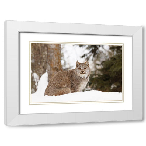Canada lynx in winter-Lynx canadensis-controlled situation White Modern Wood Framed Art Print with Double Matting by Jones, Adam