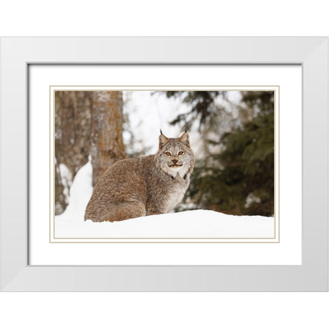 Canada lynx in winter-Lynx canadensis-controlled situation White Modern Wood Framed Art Print with Double Matting by Jones, Adam