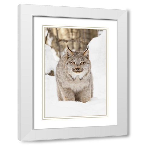 Canada lynx in winter-Lynx canadensis-controlled situation White Modern Wood Framed Art Print with Double Matting by Jones, Adam