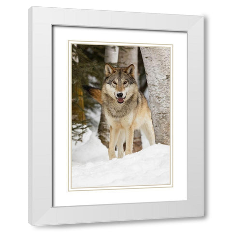 Tundra wolf-Canis lupus albus-in winter-controlled situation-Montana White Modern Wood Framed Art Print with Double Matting by Jones, Adam