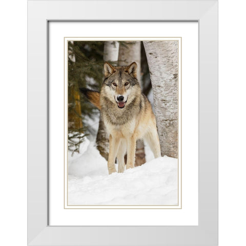 Tundra wolf-Canis lupus albus-in winter-controlled situation-Montana White Modern Wood Framed Art Print with Double Matting by Jones, Adam
