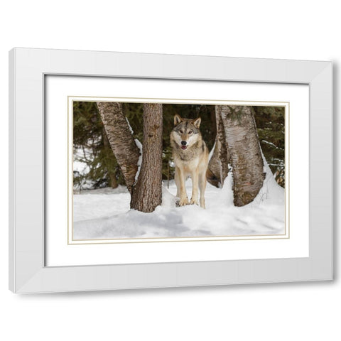 Tundra wolf-Canis lupus albus-in winter-controlled situation-Montana White Modern Wood Framed Art Print with Double Matting by Jones, Adam