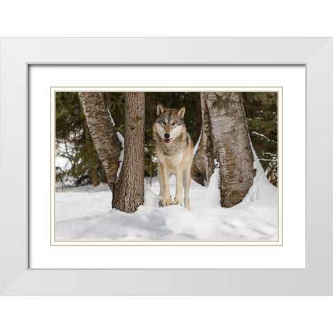 Tundra wolf-Canis lupus albus-in winter-controlled situation-Montana White Modern Wood Framed Art Print with Double Matting by Jones, Adam