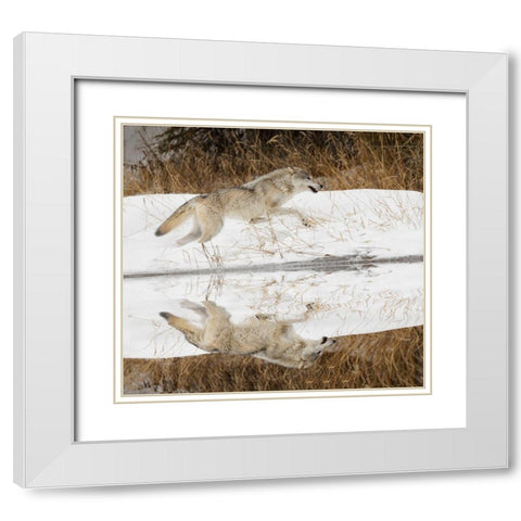 Tundra wolf running-Canis lupus albus-in winter-controlled situation-Montana White Modern Wood Framed Art Print with Double Matting by Jones, Adam