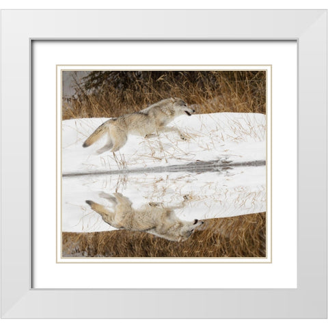 Tundra wolf running-Canis lupus albus-in winter-controlled situation-Montana White Modern Wood Framed Art Print with Double Matting by Jones, Adam
