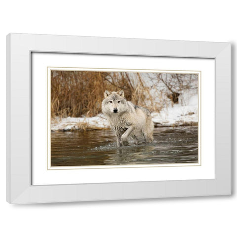 Tundra wolf-Canis lupus albus-in winter-controlled situation-Montana White Modern Wood Framed Art Print with Double Matting by Jones, Adam