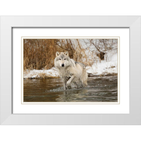 Tundra wolf-Canis lupus albus-in winter-controlled situation-Montana White Modern Wood Framed Art Print with Double Matting by Jones, Adam