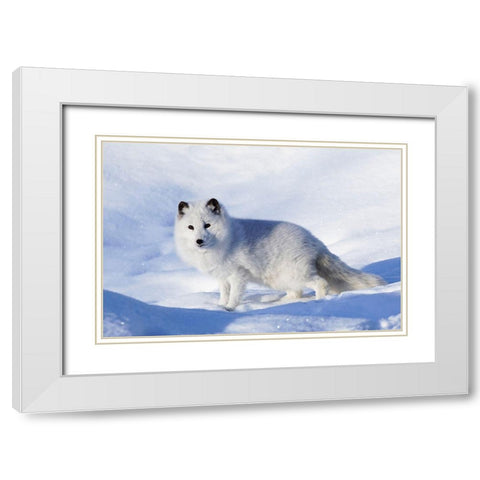 Arctic fox in winter-Vulpes lagopus-controlled situation White Modern Wood Framed Art Print with Double Matting by Jones, Adam