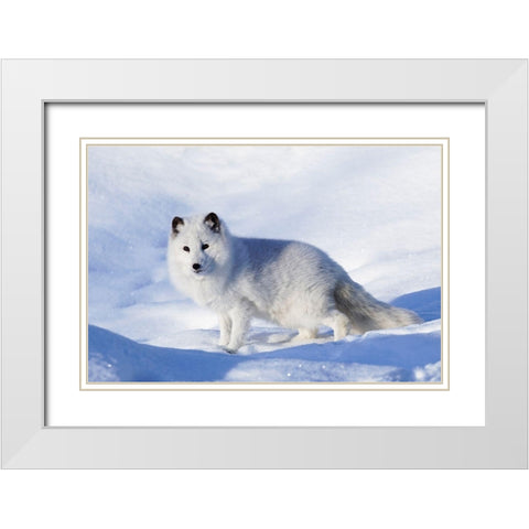 Arctic fox in winter-Vulpes lagopus-controlled situation White Modern Wood Framed Art Print with Double Matting by Jones, Adam