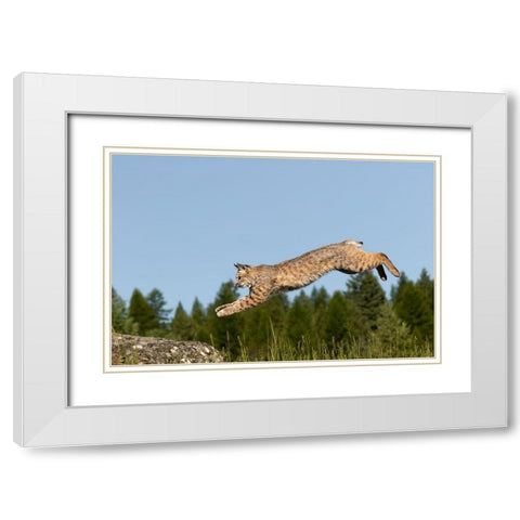 Bobcat jumping-Lynx Rufus Captive White Modern Wood Framed Art Print with Double Matting by Jones, Adam