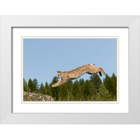 Bobcat jumping-Lynx Rufus Captive White Modern Wood Framed Art Print with Double Matting by Jones, Adam