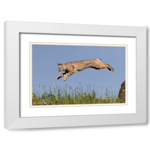 Bobcat jumping-Lynx Rufus Captive White Modern Wood Framed Art Print with Double Matting by Jones, Adam