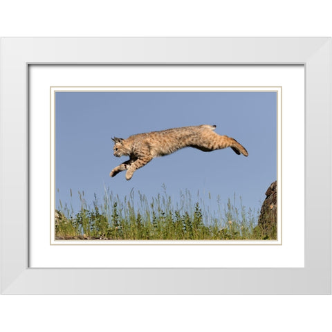 Bobcat jumping-Lynx Rufus Captive White Modern Wood Framed Art Print with Double Matting by Jones, Adam