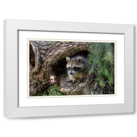 North American raccoon-in hollow log-Procyon lotor-Montana White Modern Wood Framed Art Print with Double Matting by Jones, Adam