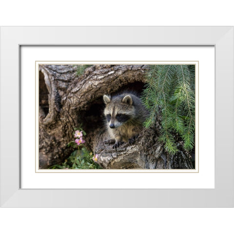 North American raccoon-in hollow log-Procyon lotor-Montana White Modern Wood Framed Art Print with Double Matting by Jones, Adam