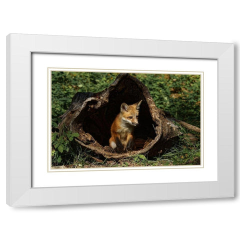 Red Fox kit-Vulpes Vulpes Captive White Modern Wood Framed Art Print with Double Matting by Jones, Adam