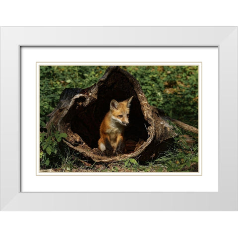 Red Fox kit-Vulpes Vulpes Captive White Modern Wood Framed Art Print with Double Matting by Jones, Adam