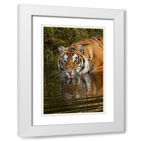 Siberian Tiger reflection while drinking-Panthera tigris Altaic Captive White Modern Wood Framed Art Print with Double Matting by Jones, Adam