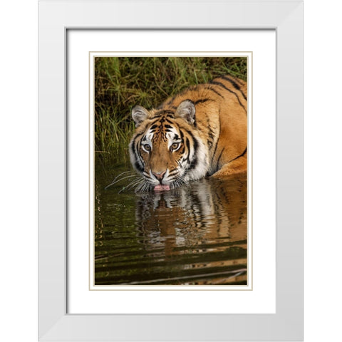 Siberian Tiger reflection while drinking-Panthera tigris Altaic Captive White Modern Wood Framed Art Print with Double Matting by Jones, Adam