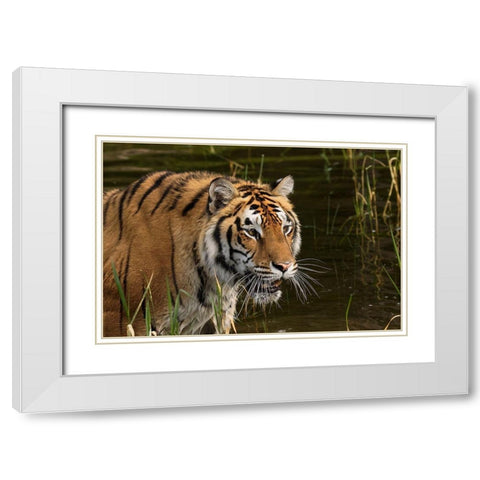 Siberian Tiger-Panthera tigris Altaic Captive White Modern Wood Framed Art Print with Double Matting by Jones, Adam