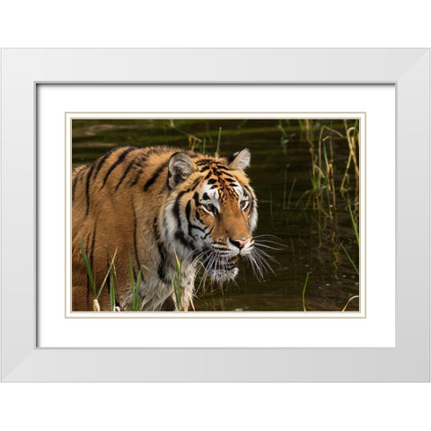 Siberian Tiger-Panthera tigris Altaic Captive White Modern Wood Framed Art Print with Double Matting by Jones, Adam