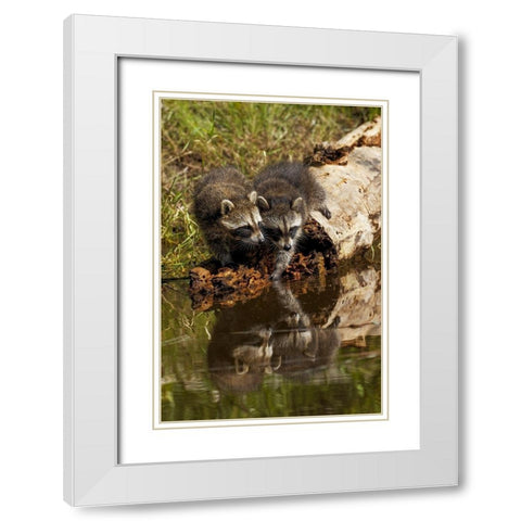 North American raccoon-and reflection on pond-Procyon lotor-Montana White Modern Wood Framed Art Print with Double Matting by Jones, Adam