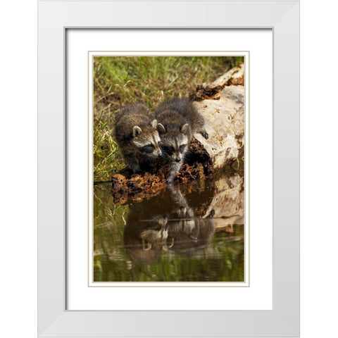 North American raccoon-and reflection on pond-Procyon lotor-Montana White Modern Wood Framed Art Print with Double Matting by Jones, Adam