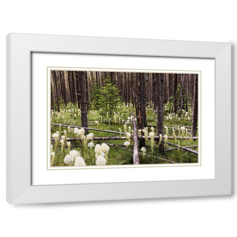 Beargrass in forest-Glacier National Park-Montana Xerophyllum tenax White Modern Wood Framed Art Print with Double Matting by Jones, Adam