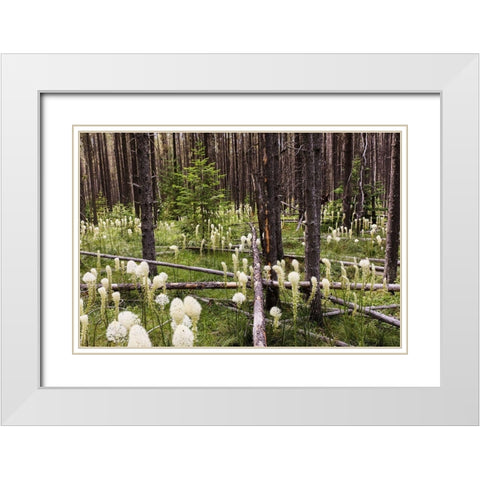 Beargrass in forest-Glacier National Park-Montana Xerophyllum tenax White Modern Wood Framed Art Print with Double Matting by Jones, Adam