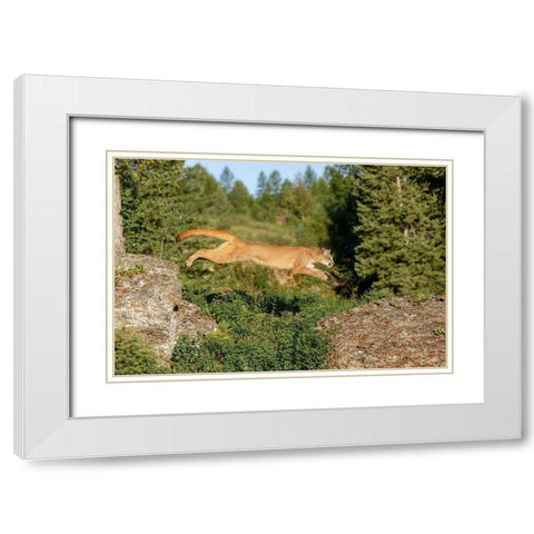 Mountain lion jumping across rocks-Puma concolor-Captive White Modern Wood Framed Art Print with Double Matting by Jones, Adam