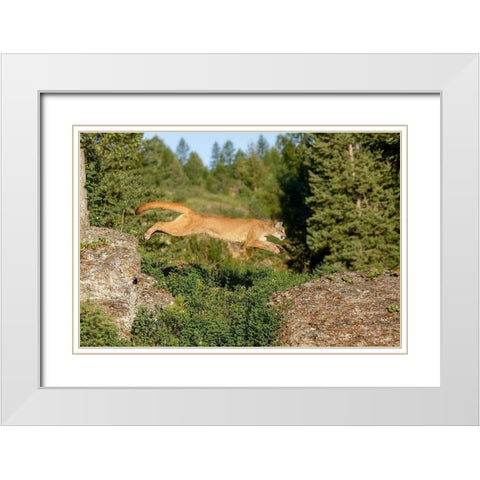 Mountain lion jumping across rocks-Puma concolor-Captive White Modern Wood Framed Art Print with Double Matting by Jones, Adam