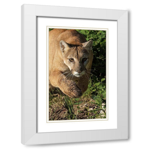 Mountain lion stalking-Puma concolor-Captive White Modern Wood Framed Art Print with Double Matting by Jones, Adam