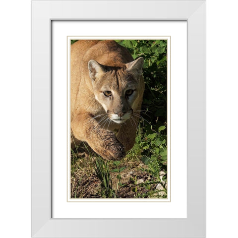 Mountain lion stalking-Puma concolor-Captive White Modern Wood Framed Art Print with Double Matting by Jones, Adam