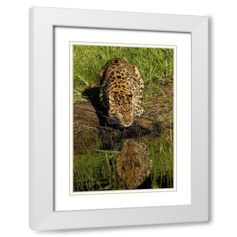 Amur Leopard and reflection while drinking-Panthera pardus orientalis-Captive White Modern Wood Framed Art Print with Double Matting by Jones, Adam