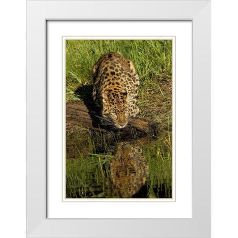 Amur Leopard and reflection while drinking-Panthera pardus orientalis-Captive White Modern Wood Framed Art Print with Double Matting by Jones, Adam