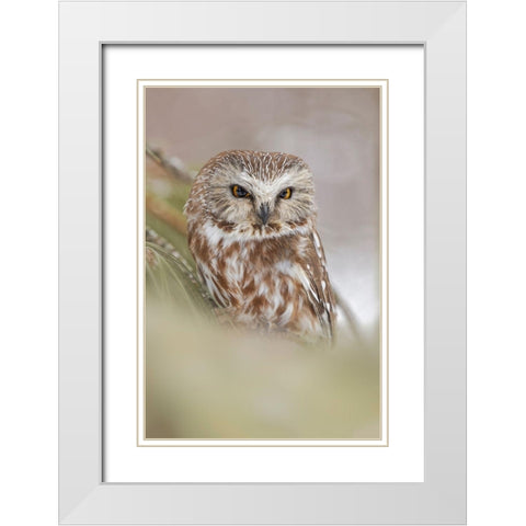 Northern saw-whet owl-Aegolius acadicus-controlled situation-Montana White Modern Wood Framed Art Print with Double Matting by Jones, Adam
