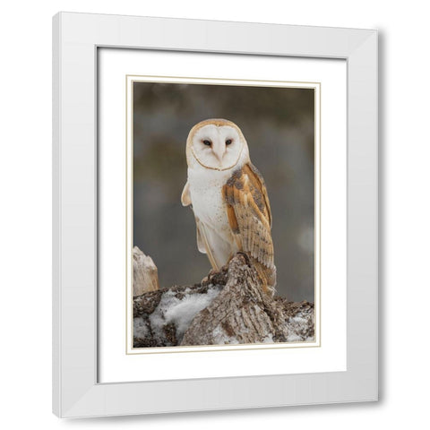 Barn owl-Tyto alba-controlled situation-Montana White Modern Wood Framed Art Print with Double Matting by Jones, Adam