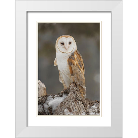 Barn owl-Tyto alba-controlled situation-Montana White Modern Wood Framed Art Print with Double Matting by Jones, Adam
