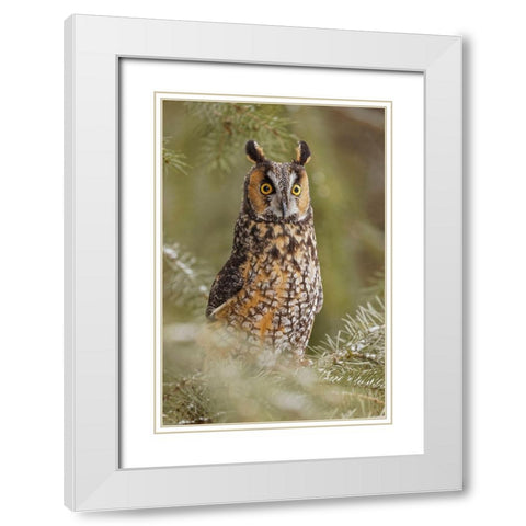 Long-eared owl-Asio otus-controlled situation-Montana White Modern Wood Framed Art Print with Double Matting by Jones, Adam