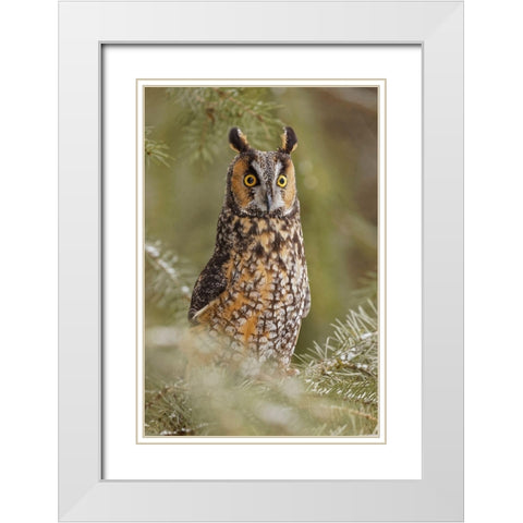 Long-eared owl-Asio otus-controlled situation-Montana White Modern Wood Framed Art Print with Double Matting by Jones, Adam