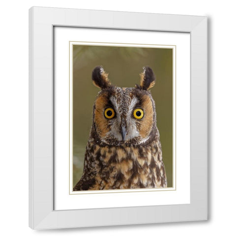 Long-eared owl-Asio otus-controlled situation-Montana White Modern Wood Framed Art Print with Double Matting by Jones, Adam