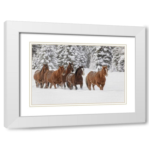 Horses running through fresh snow during roundup-Kalispell-Montana White Modern Wood Framed Art Print with Double Matting by Jones, Adam