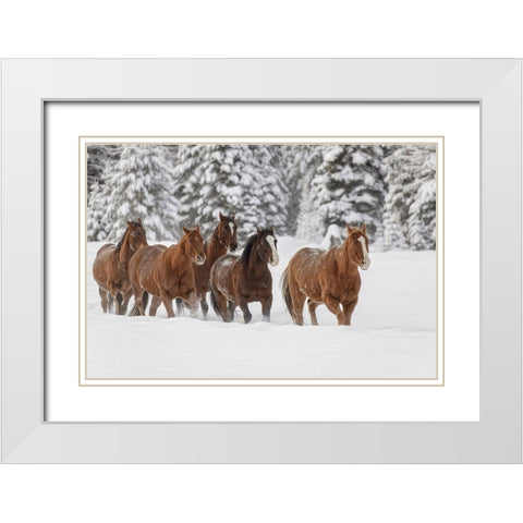 Horses running through fresh snow during roundup-Kalispell-Montana White Modern Wood Framed Art Print with Double Matting by Jones, Adam