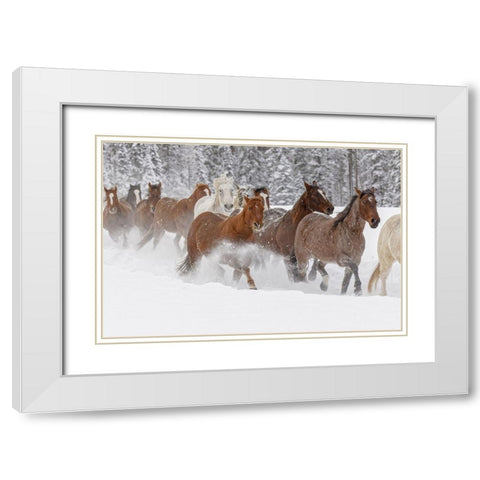 Horses running through fresh snow during roundup-Kalispell-Montana White Modern Wood Framed Art Print with Double Matting by Jones, Adam