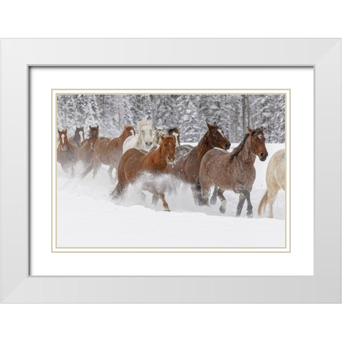Horses running through fresh snow during roundup-Kalispell-Montana White Modern Wood Framed Art Print with Double Matting by Jones, Adam