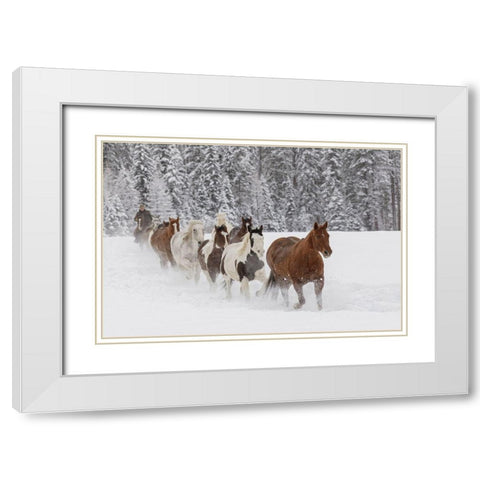 Horses running through fresh snow during roundup-Kalispell-Montana White Modern Wood Framed Art Print with Double Matting by Jones, Adam